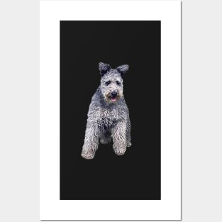 Pumi Dog Posters and Art